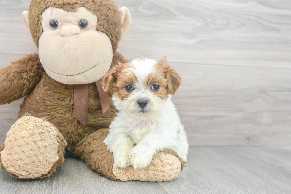 Popular Teddy Bear Designer Pup