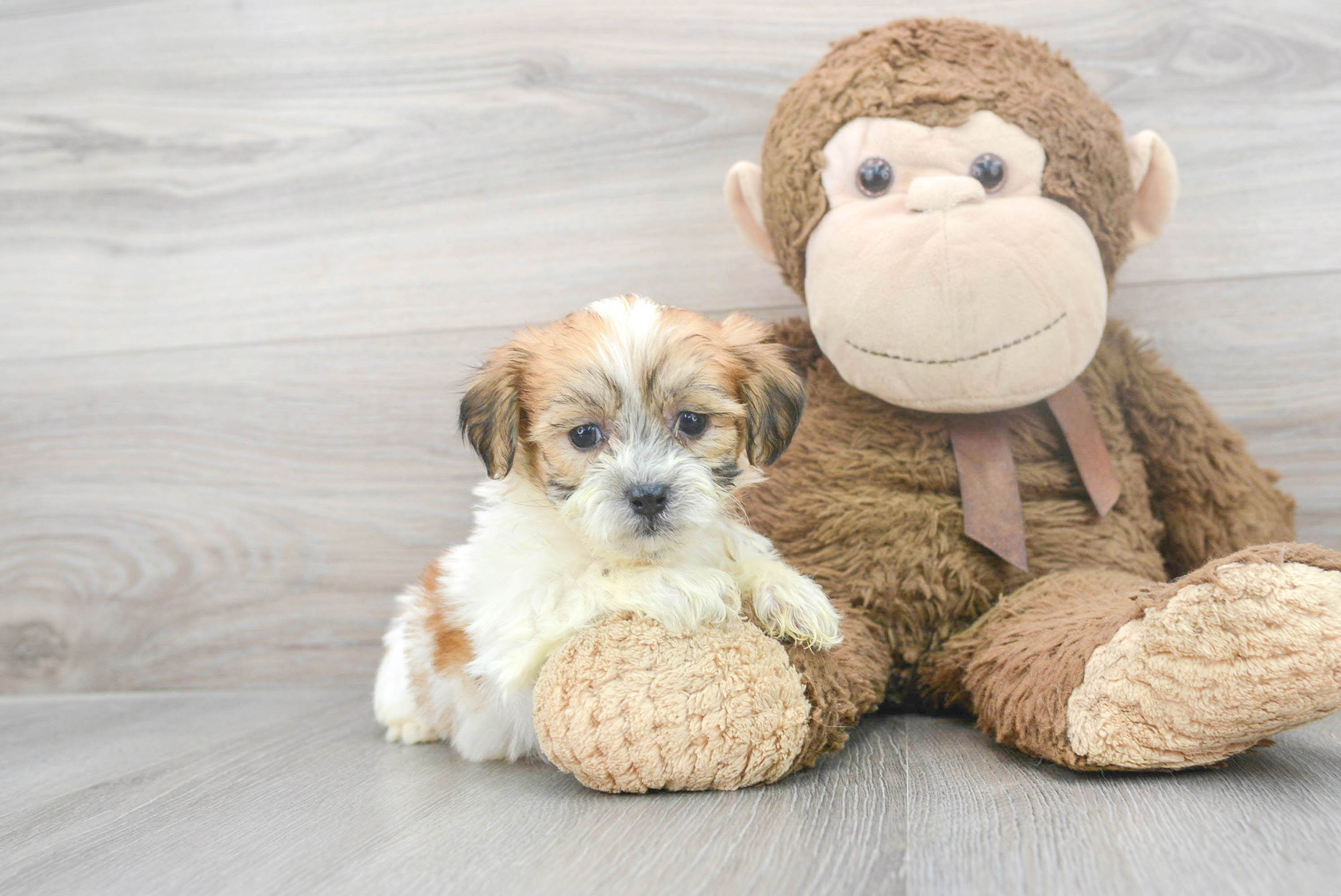 Teddy Bear Pup Being Cute