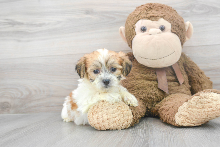 Teddy Bear Pup Being Cute