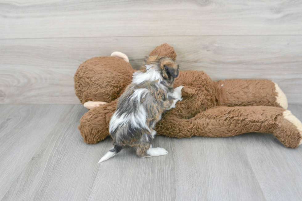Teddy Bear Puppy for Adoption