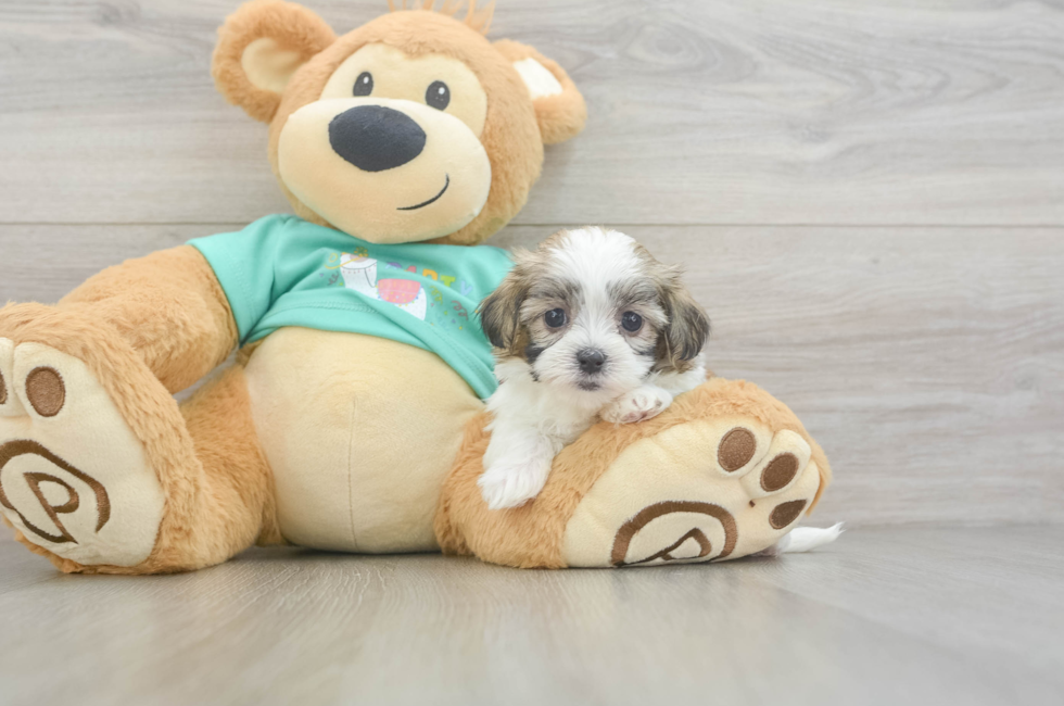 6 week old Teddy Bear Puppy For Sale - Premier Pups