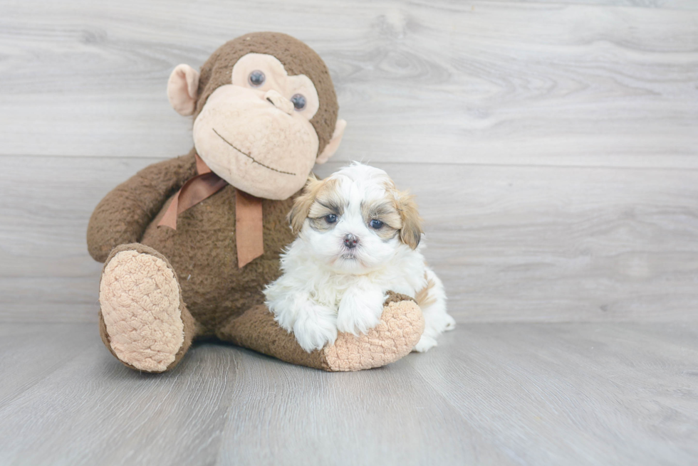 Fluffy Teddy Bear Designer Pup