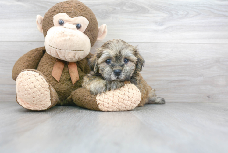 Funny Teddy Bear Designer Pup