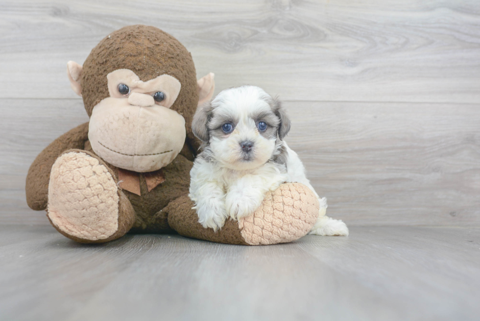 Funny Teddy Bear Designer Pup