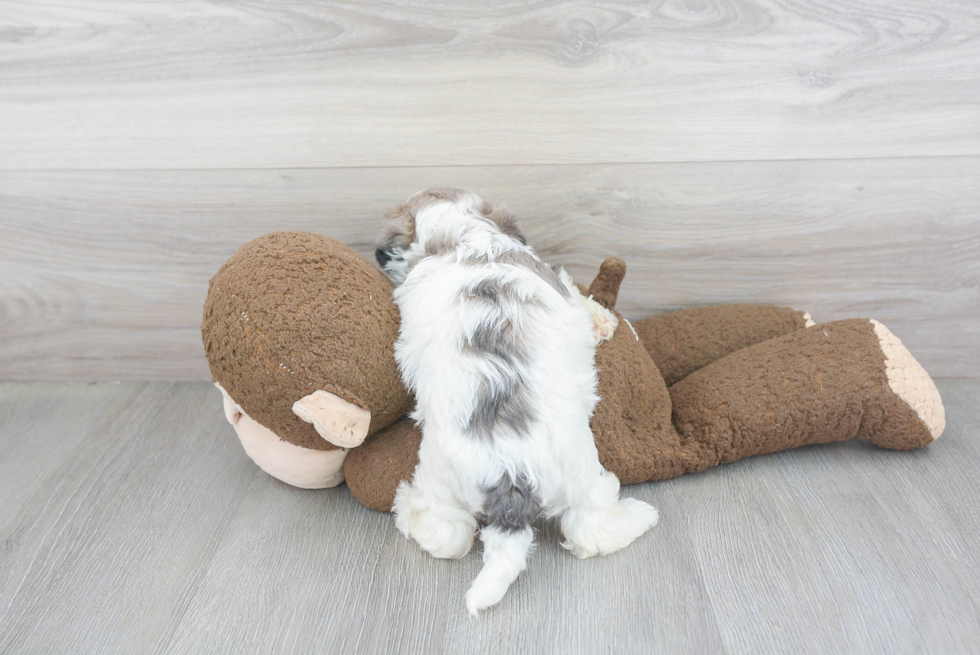 Popular Teddy Bear Designer Pup