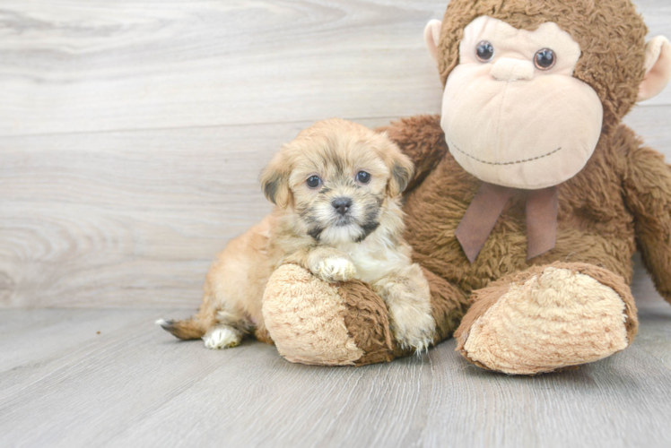 Popular Teddy Bear Designer Pup