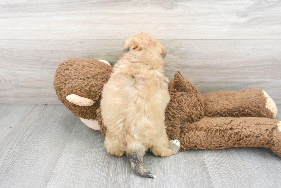 Popular Teddy Bear Designer Pup