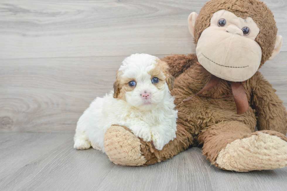 Happy Teddy Bear Baby