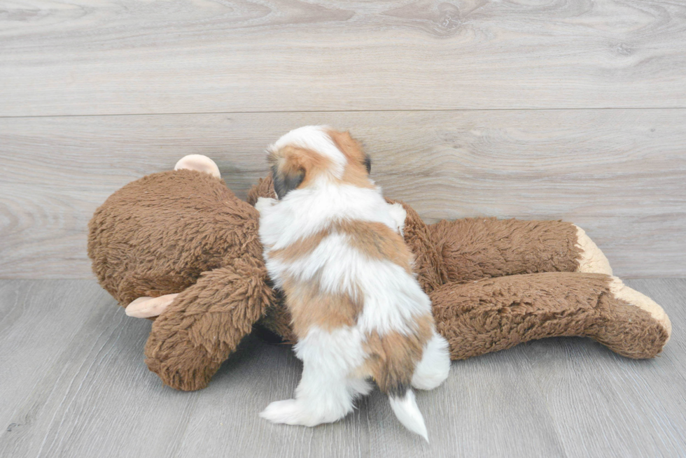 Funny Teddy Bear Designer Pup