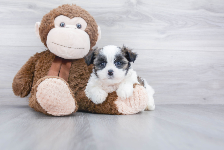 Teddy Bear Pup Being Cute