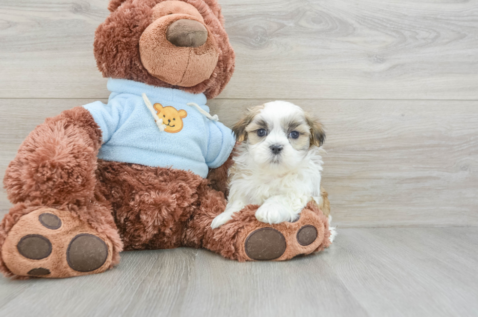 6 week old Teddy Bear Puppy For Sale - Premier Pups