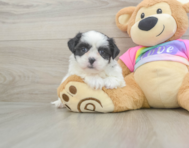 6 week old Teddy Bear Puppy For Sale - Premier Pups