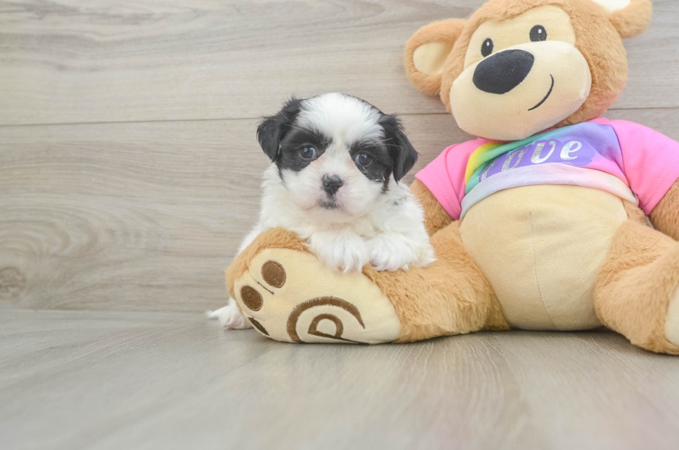 5 week old Teddy Bear Puppy For Sale - Premier Pups