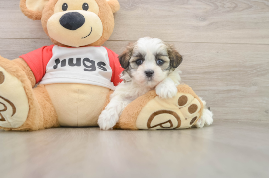Adorable Shi Chon Designer Puppy
