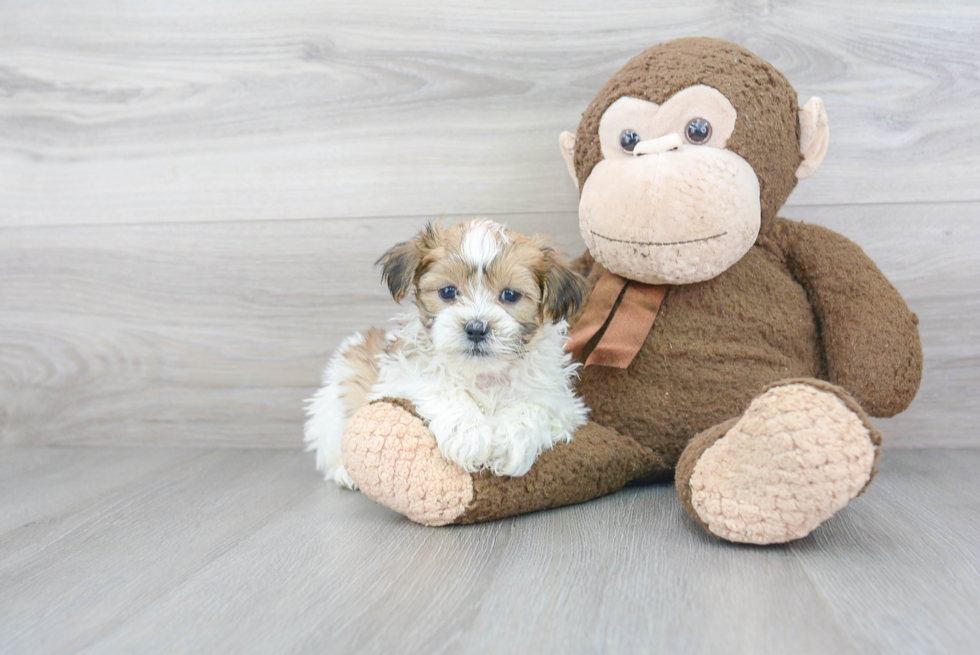 Popular Teddy Bear Designer Pup