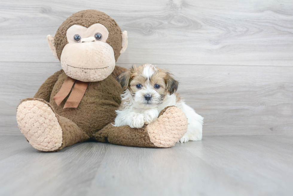 Popular Teddy Bear Designer Pup