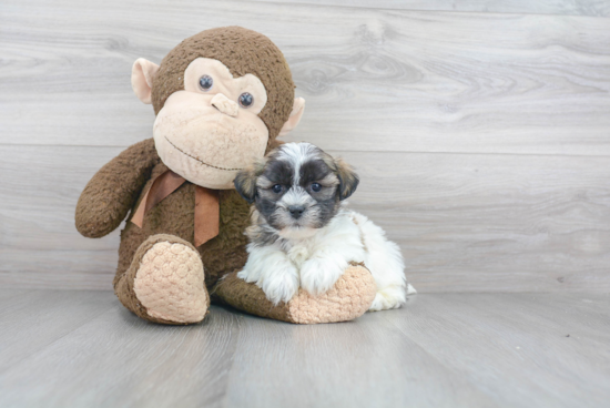 Teddy Bear Pup Being Cute