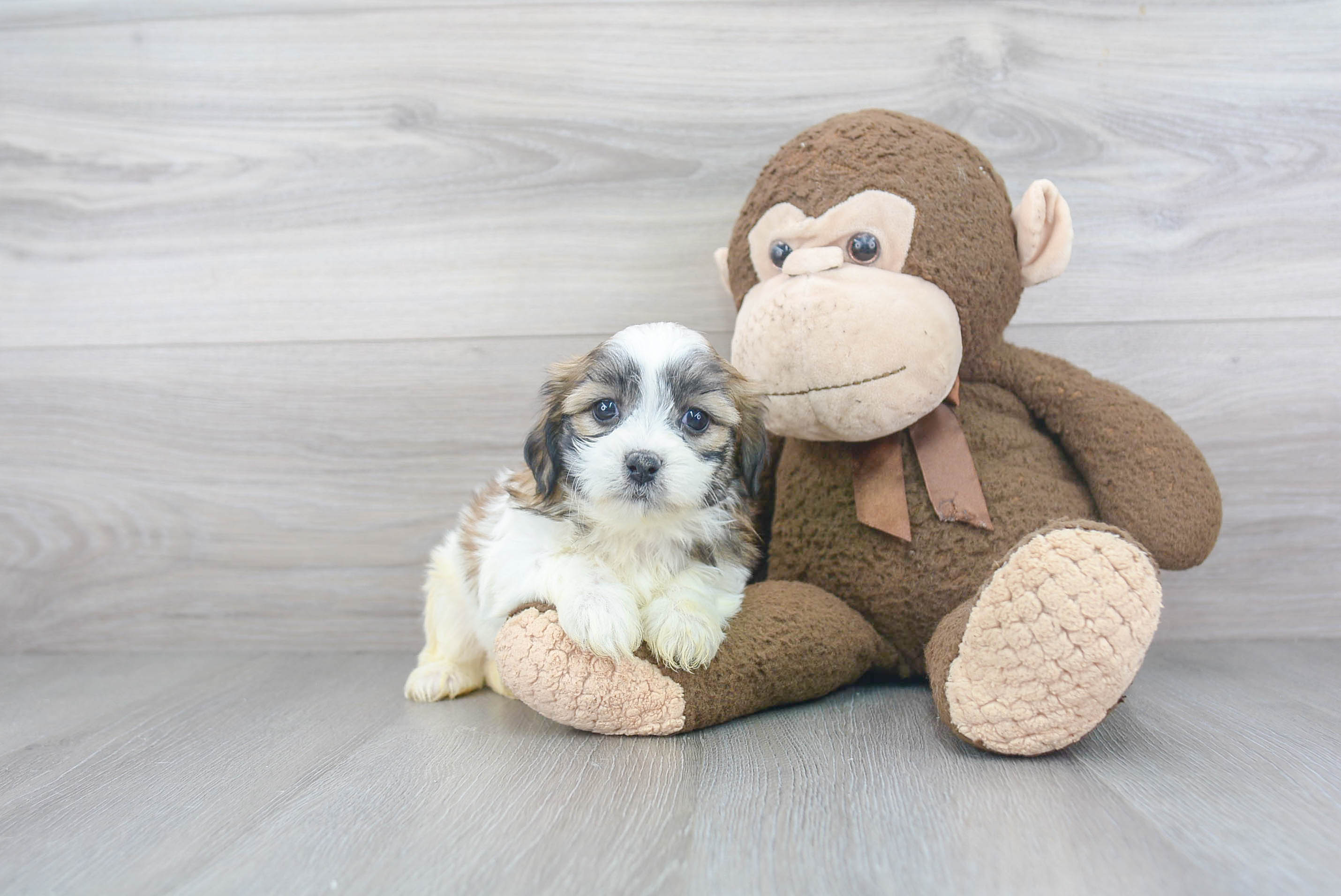 Teddy Bear Puppy for Adoption