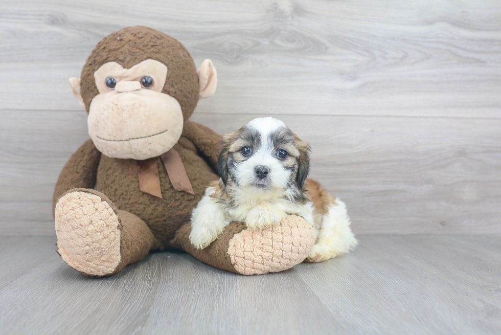 Popular Teddy Bear Designer Pup