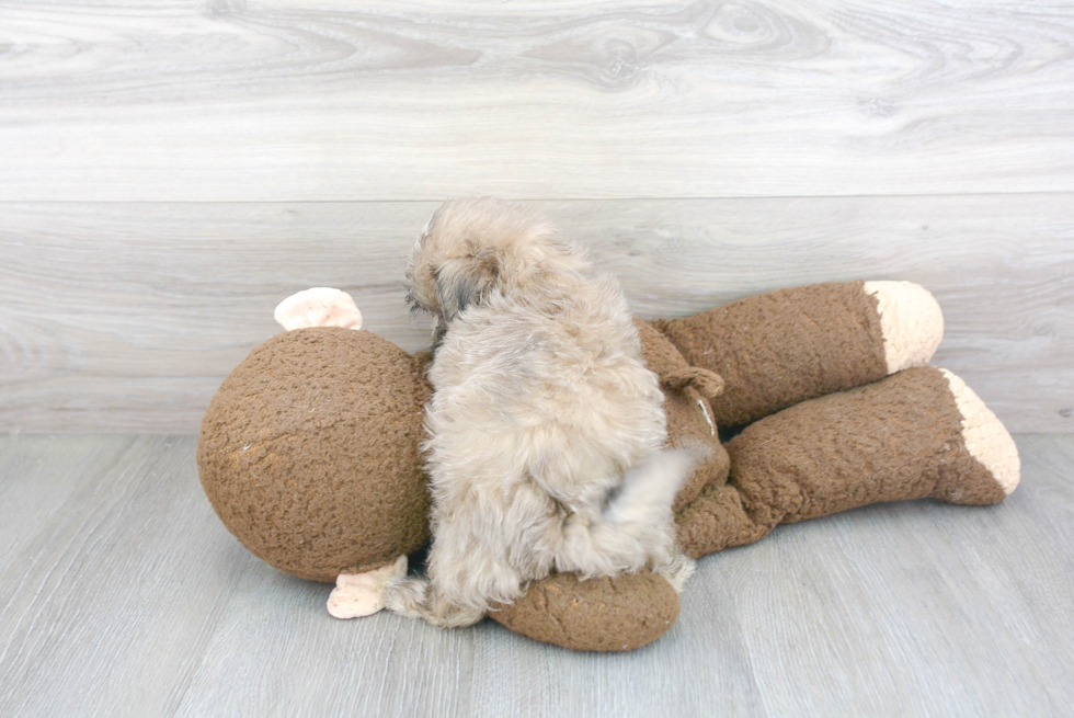 Fluffy Teddy Bear Designer Pup
