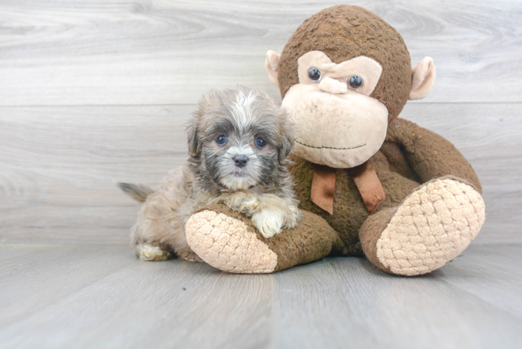 Little Shi Chon Designer Puppy