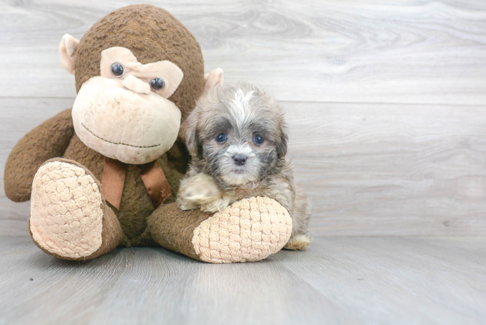 Adorable Shitzu Designer Puppy