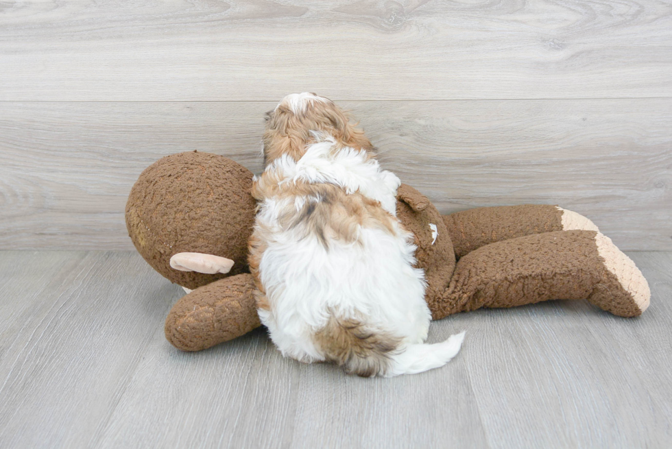 Teddy Bear Pup Being Cute