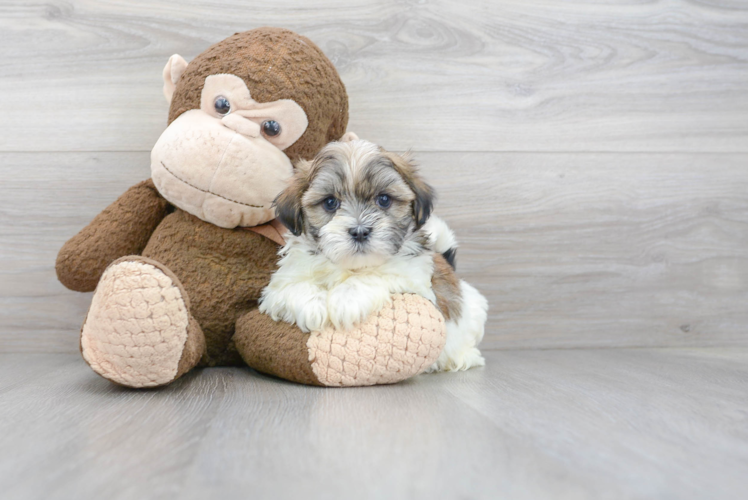 Friendly Teddy Bear Baby