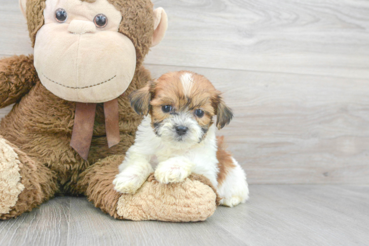 Teddy Bear Pup Being Cute