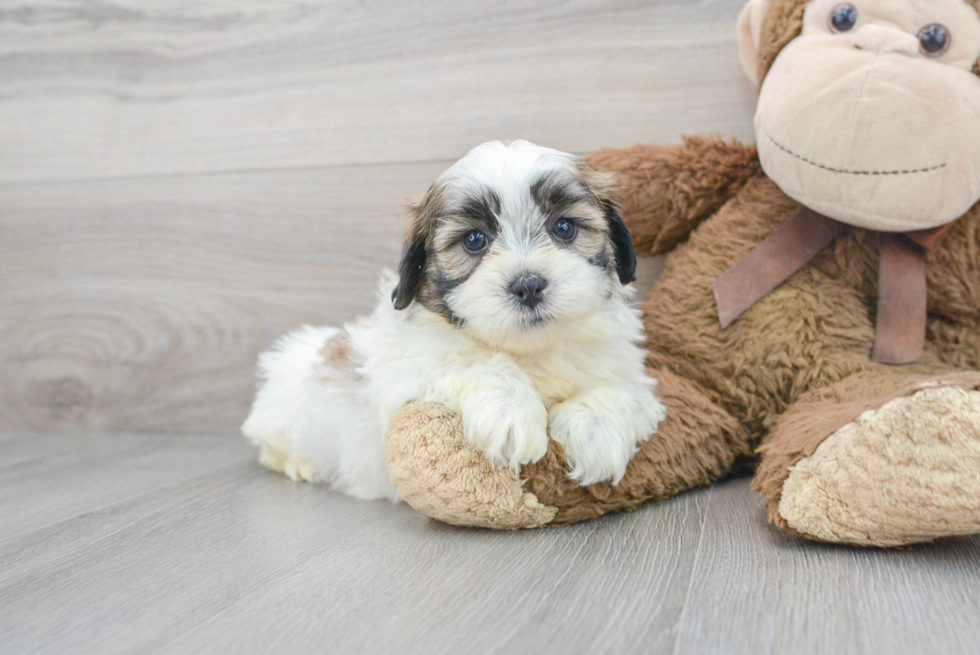 Teddy Bear Puppy for Adoption