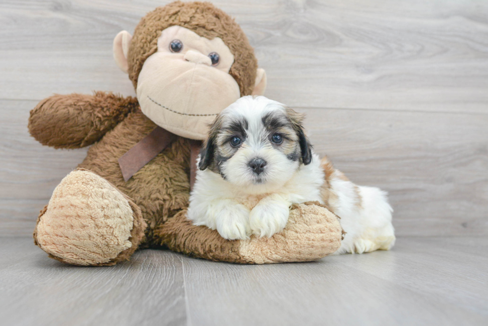 Popular Teddy Bear Designer Pup