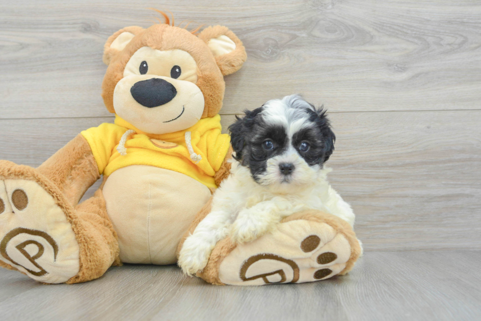 Teddy Bear Pup Being Cute