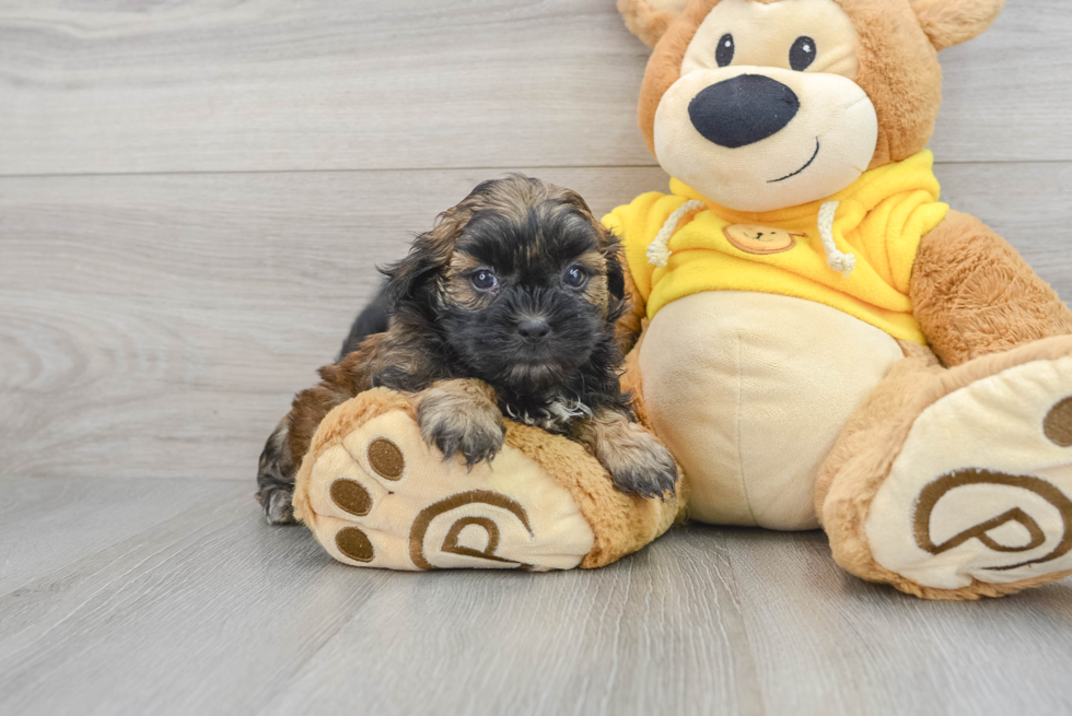 Teddy Bear Pup Being Cute