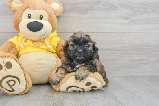 Popular Teddy Bear Designer Pup