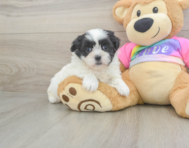 6 week old Teddy Bear Puppy For Sale - Premier Pups