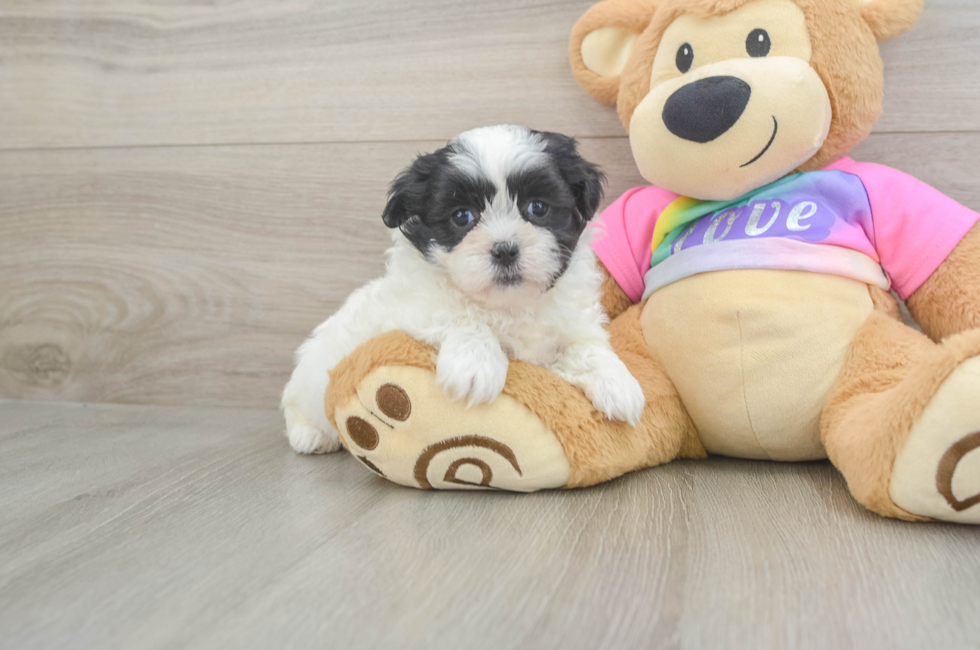 5 week old Teddy Bear Puppy For Sale - Premier Pups