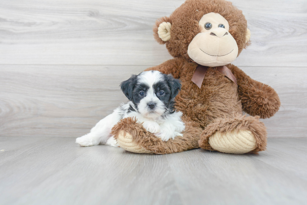 Teddy Bear Pup Being Cute