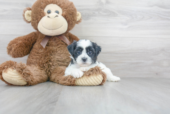 Popular Teddy Bear Designer Pup