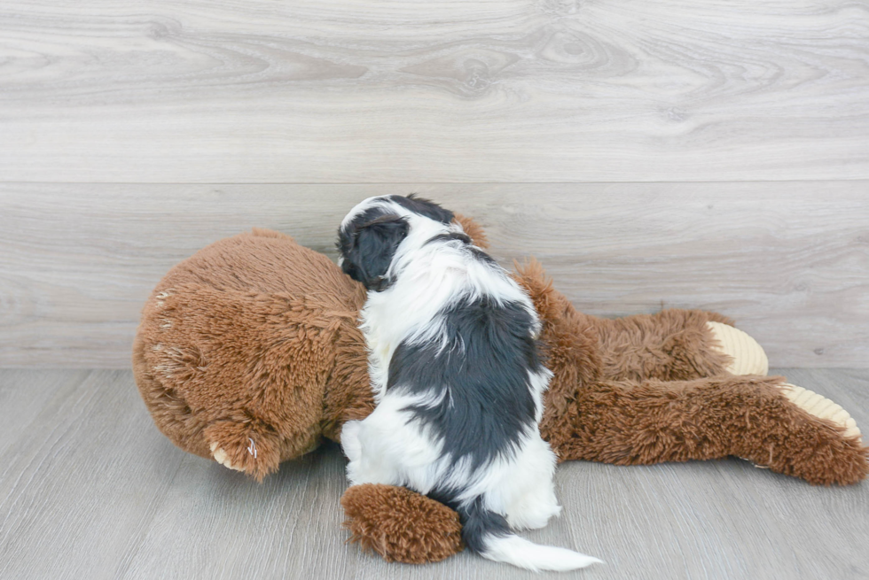 Popular Teddy Bear Designer Pup