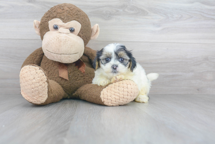 Popular Teddy Bear Designer Pup