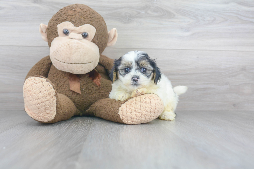 Popular Teddy Bear Designer Pup