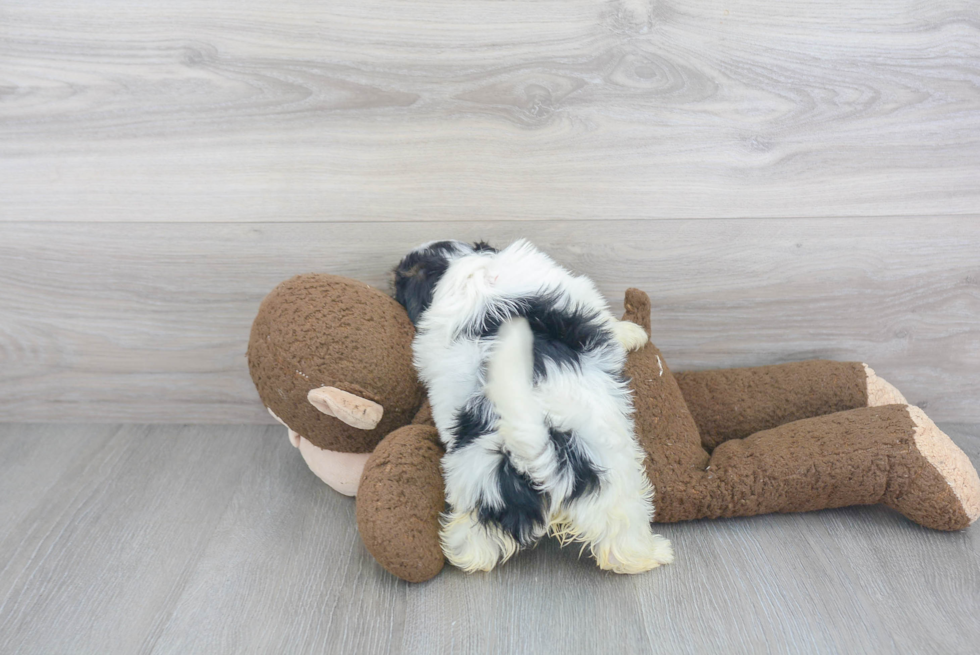 Funny Teddy Bear Designer Pup