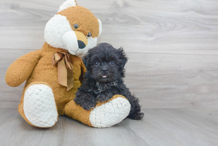 Teddy Bear Pup Being Cute