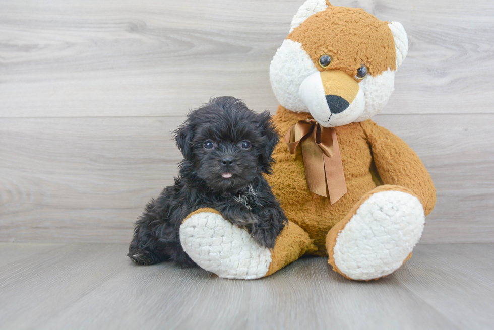 Funny Teddy Bear Designer Pup