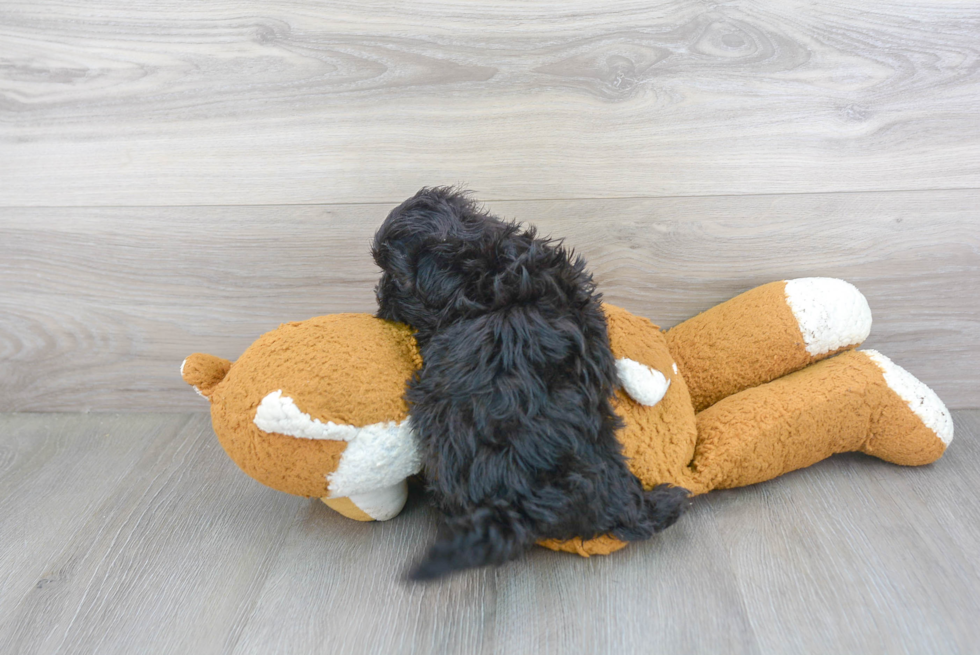 Teddy Bear Pup Being Cute