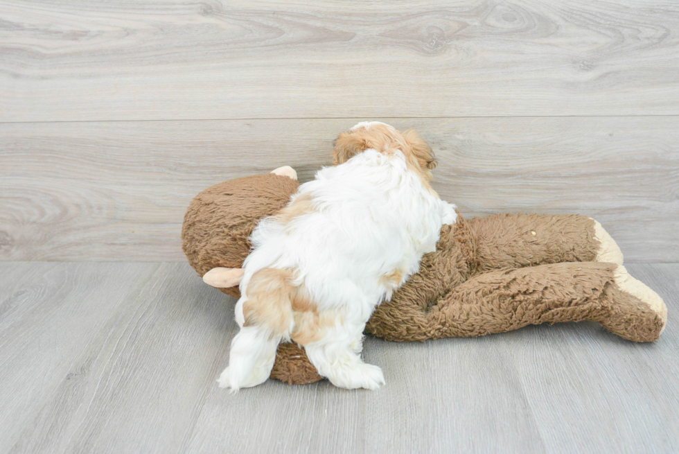Cute Teddy Bear Baby