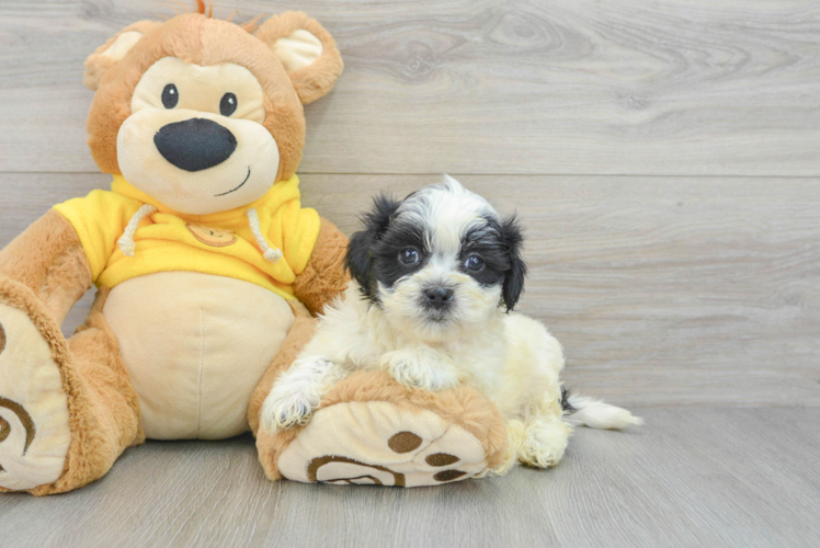 Fluffy Teddy Bear Designer Pup