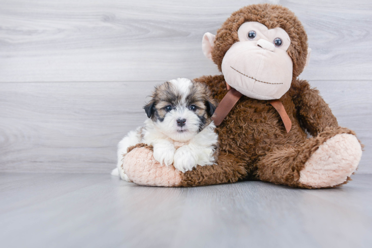 Playful Shichon Designer Puppy