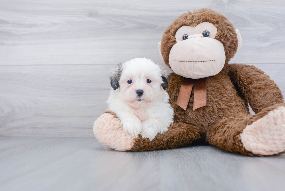 Funny Teddy Bear Designer Pup