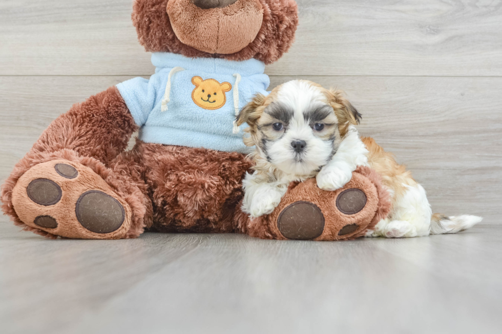 Cute Teddy Bear Baby